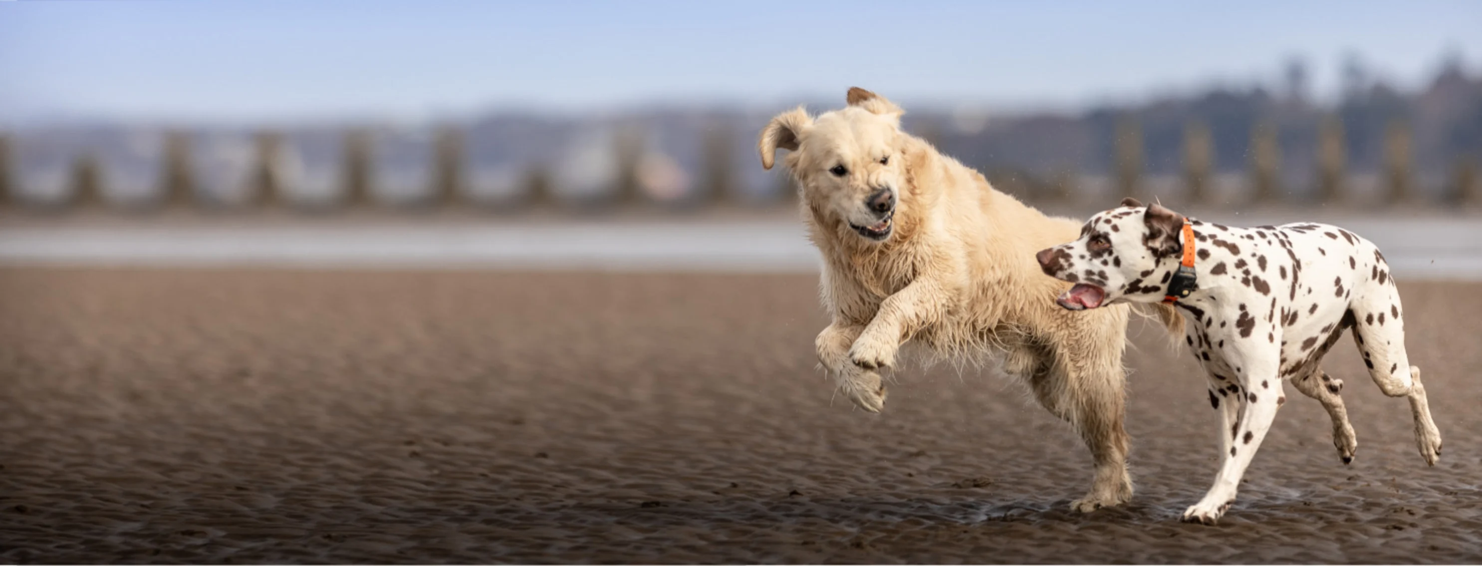 Two Dogs Running on Sand